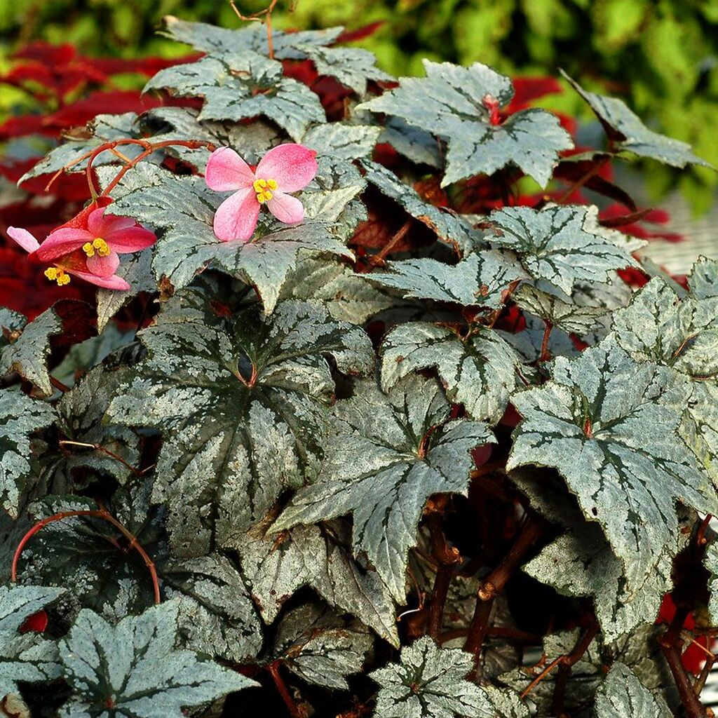 Begonia HOLIDAY™ 'Silver Bells