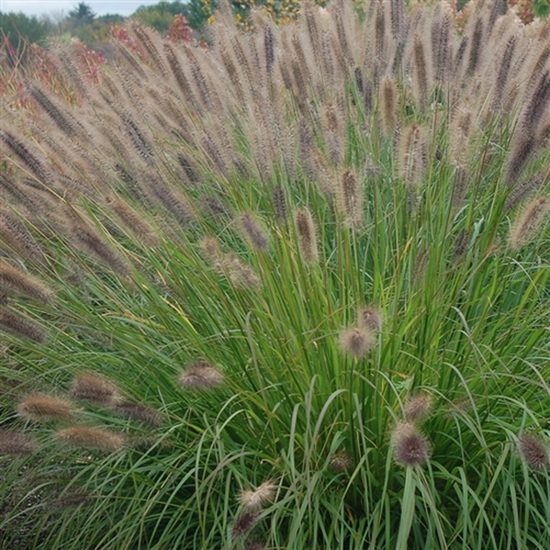 Where to buy redhead grass seed