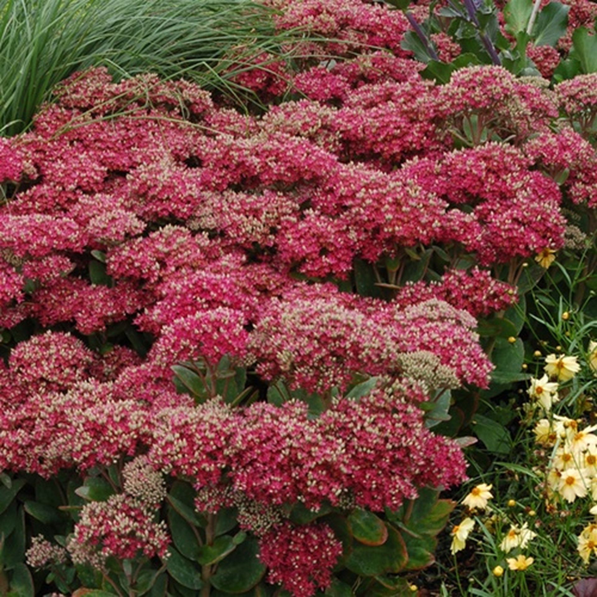 Очитки виды фото. Очиток телефиум. Очиток телефиум (Sedum telephium `Munstead Dark Red`). Седум Mr. Goodbud. Очиток Видный Mr. Goodbud.