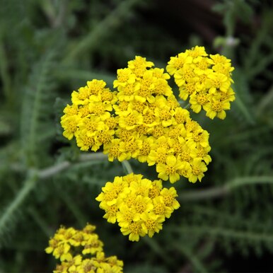 BLOOMS IN THE BOTTLE Part 1 (Perennials) - Emerald Coast Growers