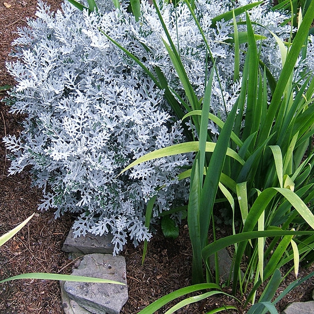 Полынь Стеллера (Artemisia stelleriana)