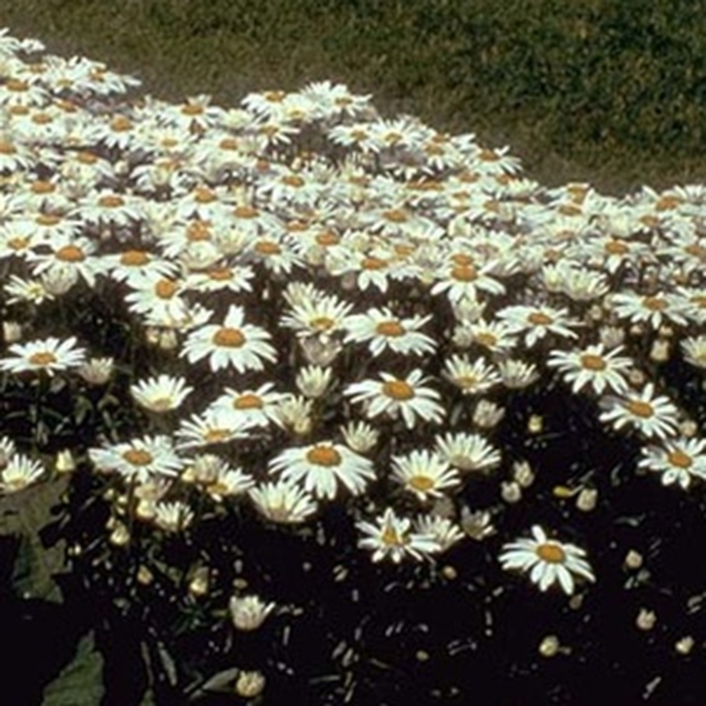 Shasta Daisy, Snow Lady