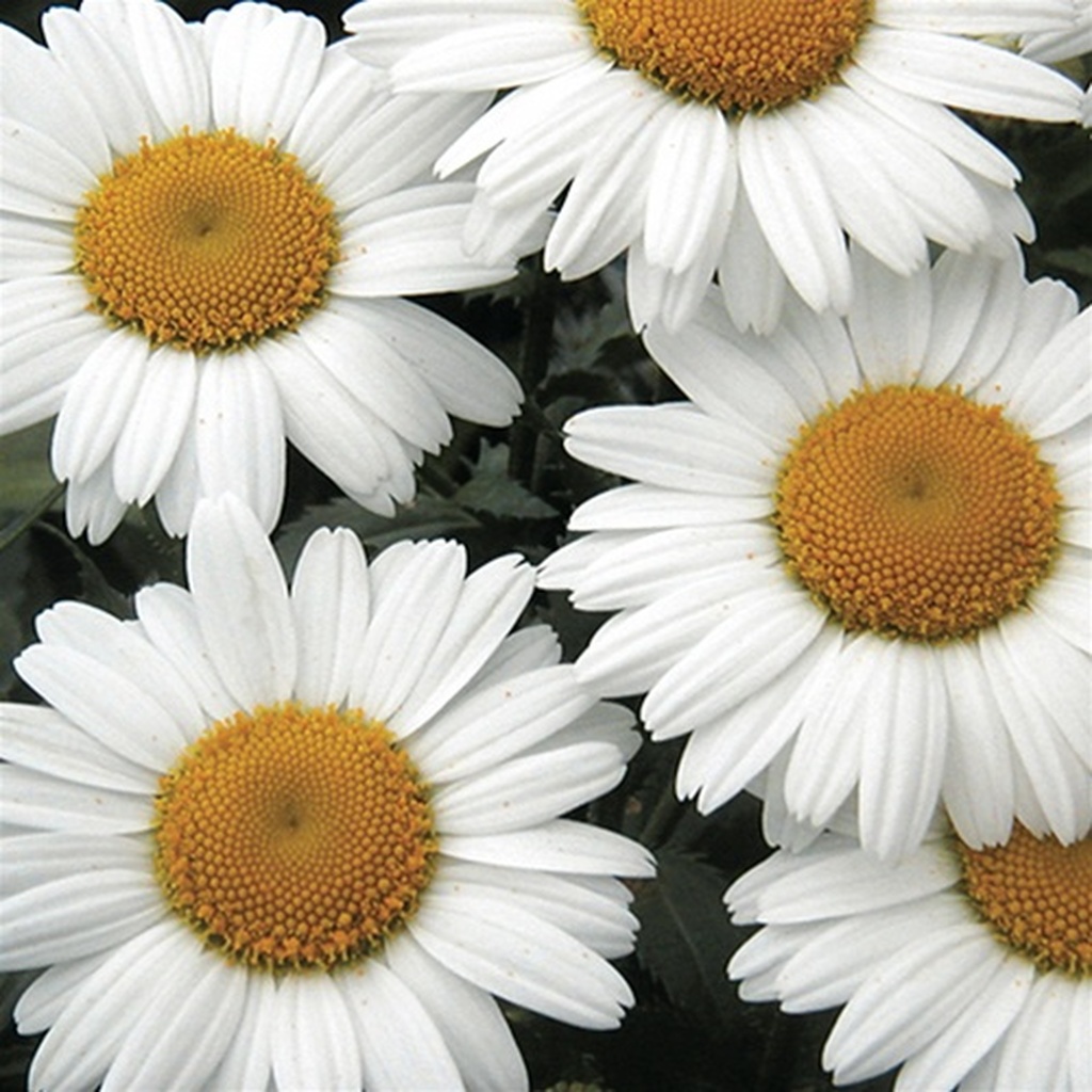 Shasta Daisy, Snow Lady